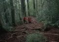 Empat Pendaki Tersesat di Gunung Batukaru Akhirnya Dievakuasi dengan Selamat