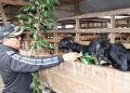 Mendobrak Pasar Global: Desa Pujungan melalui Inovasi Kopi dan Rajutan Internasional