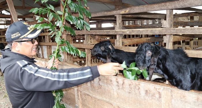 Mendobrak Pasar Global: Desa Pujungan melalui Inovasi Kopi dan Rajutan Internasional