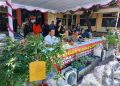 Ladang Ganja Hidroponik Mewah Milik Dua WNA Direspons Polda Bali