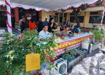 Ladang Ganja Hidroponik Mewah Milik Dua WNA Direspons Polda Bali