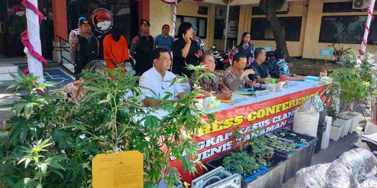 Ladang Ganja Hidroponik Mewah Milik Dua WNA Direspons Polda Bali