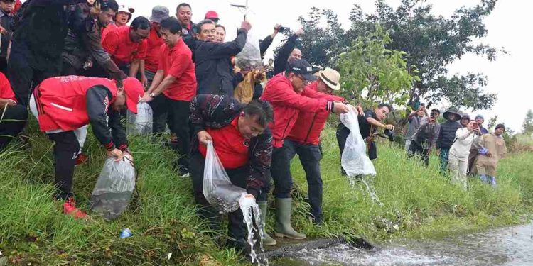 Hijaukan Kawasan Danau Buyan dalam HUT Megawati ke-79 oleh PDI Perjuangan